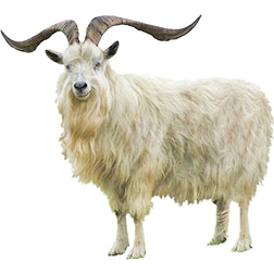 Bilberry Goat